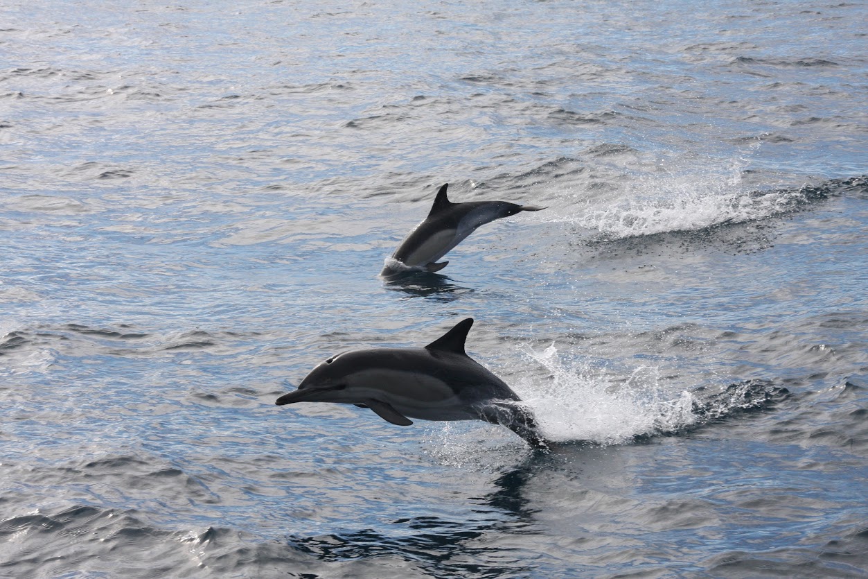 Dolphins taken on a yacht delivery