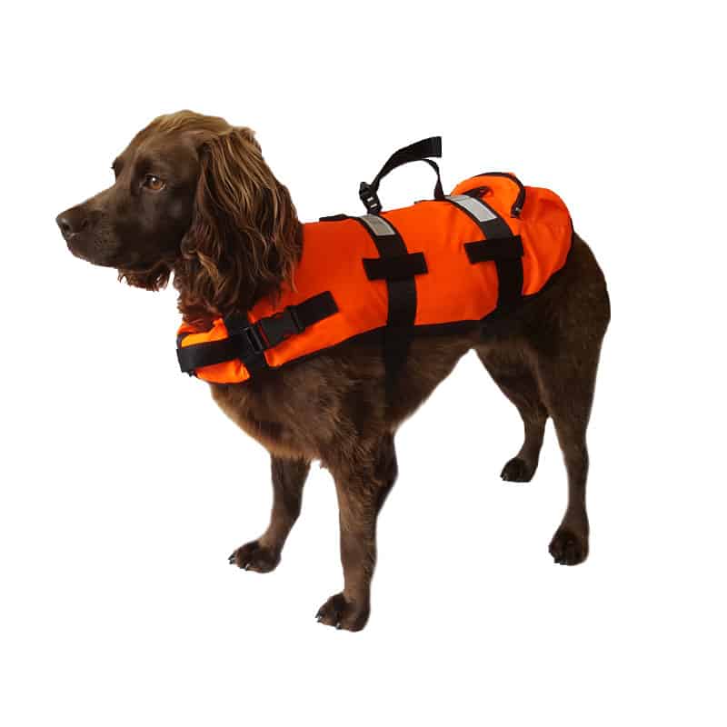 Stock photo of a dog floatation jacket on a dog.