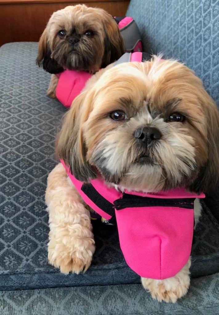 2 Shih Tzu dogs on a yacht wearing life jackets.