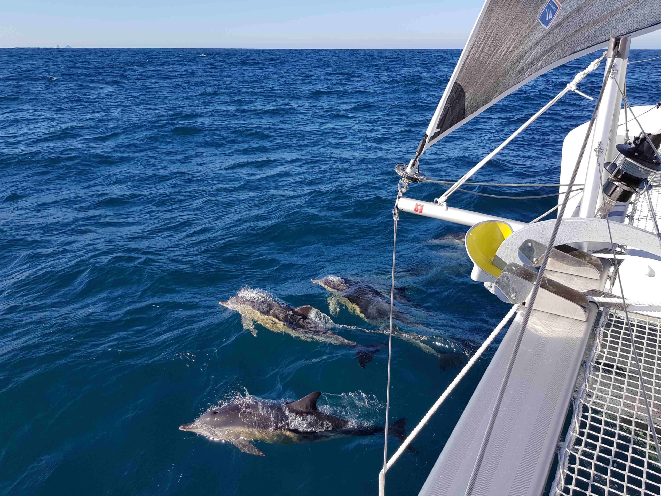Dolphins on the bow of a Lagoon 42 Catamaran