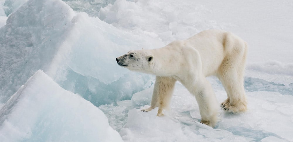 A polar bear standing on ice