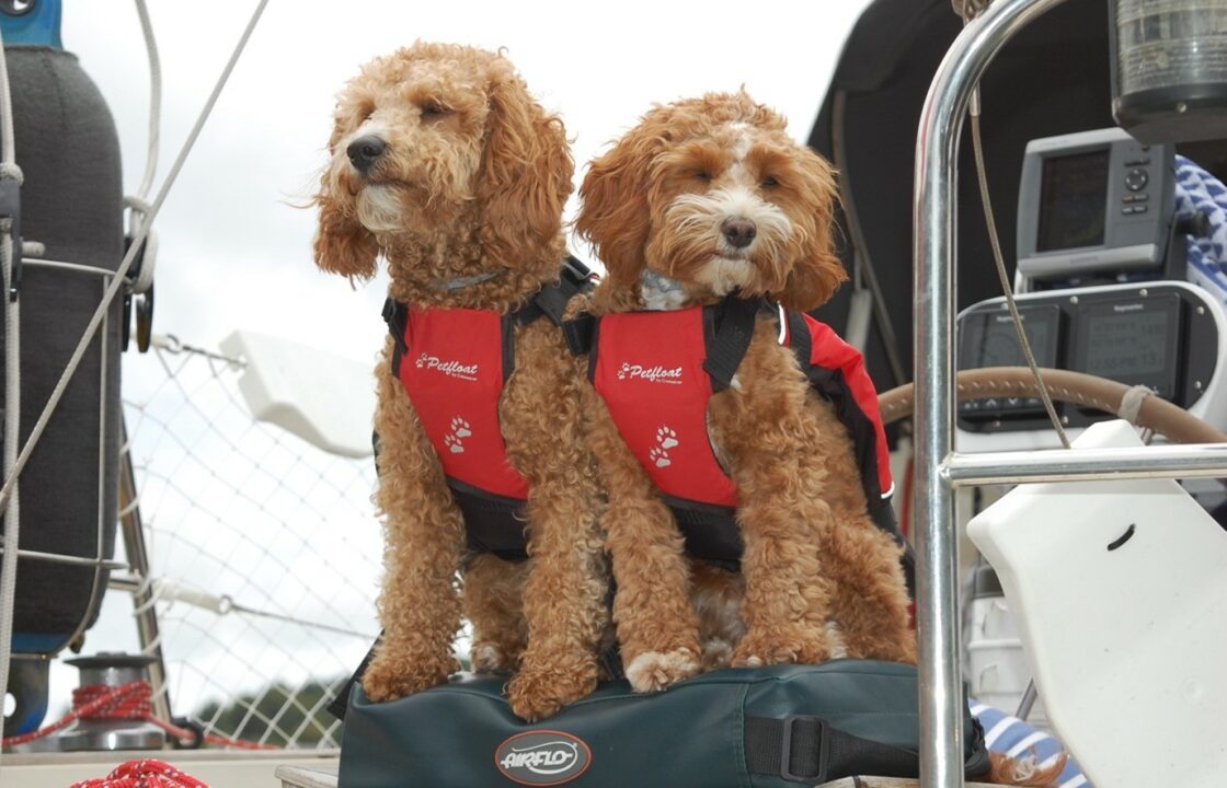 Two dogs on a yacht wearing life jackets