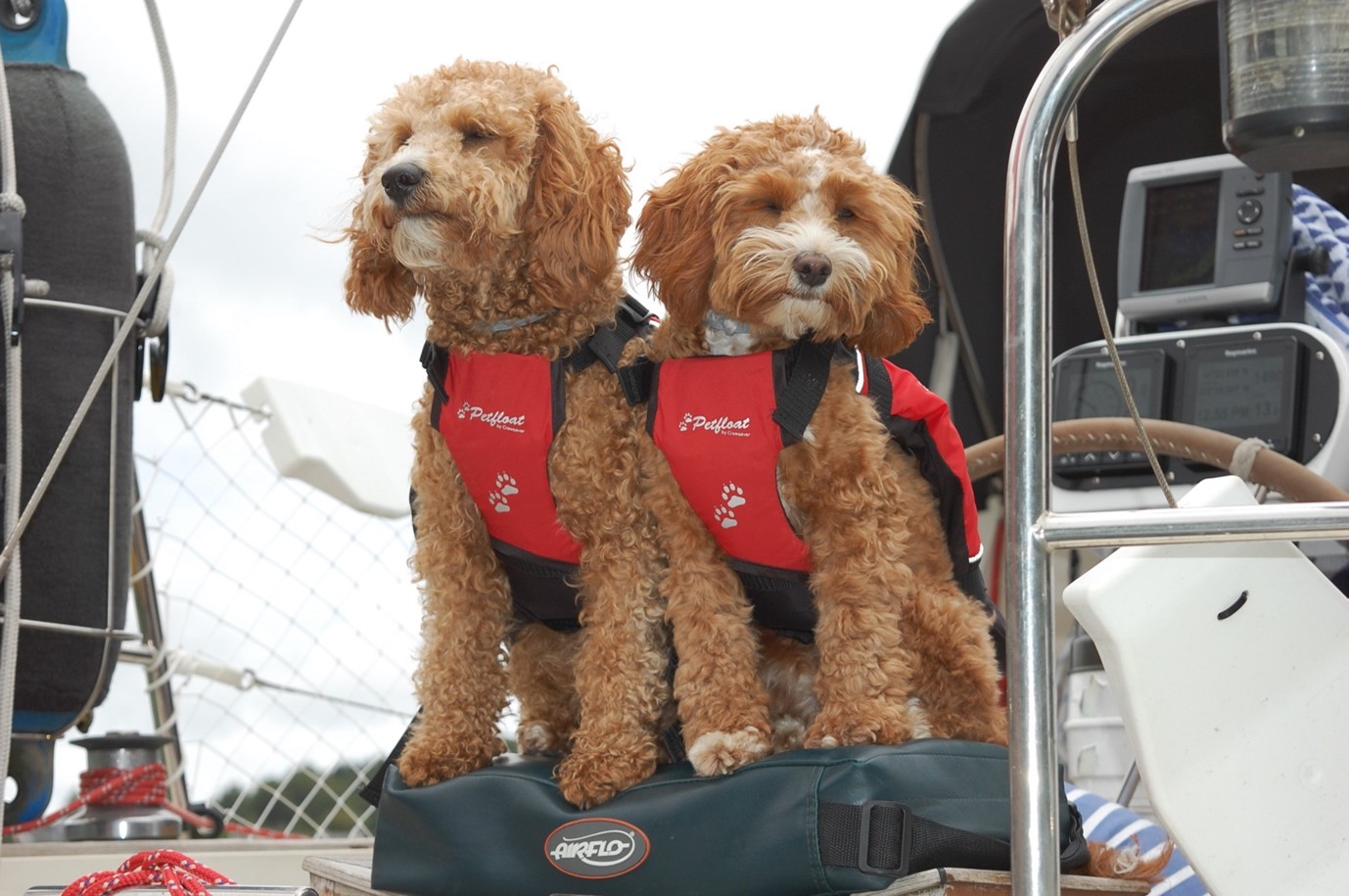 Two dogs on a yacht wearing life jackets
